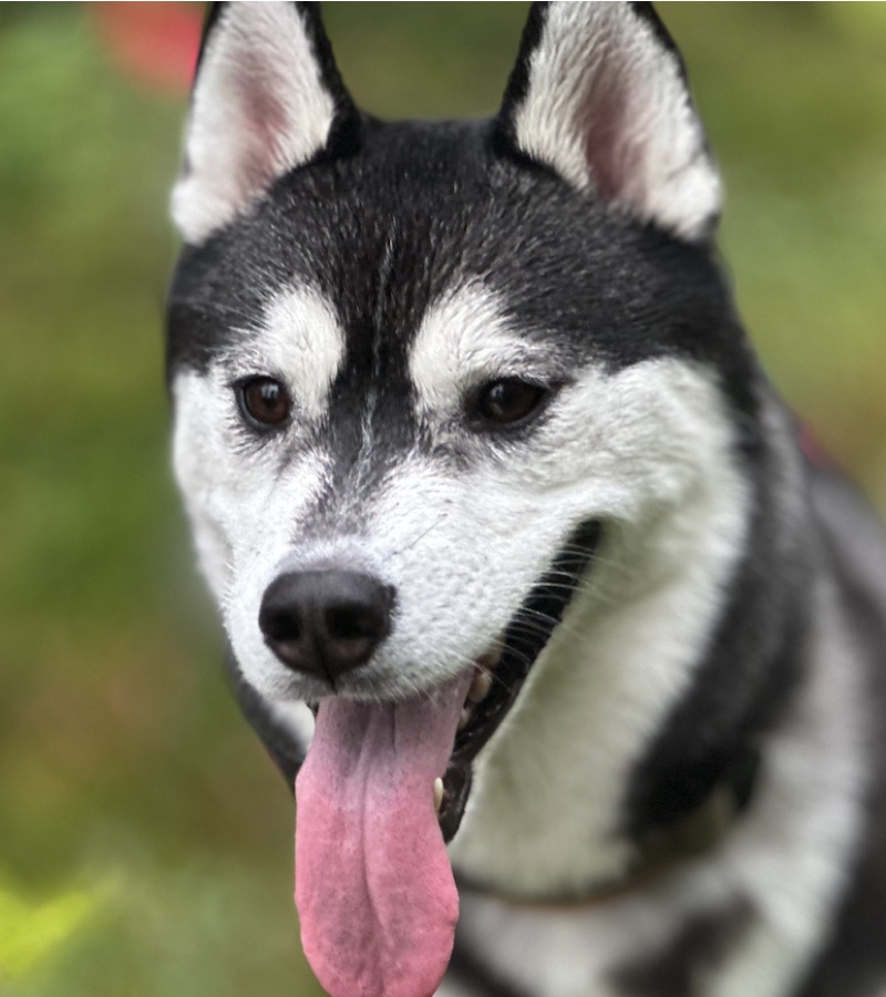 Blomst, svart og hvit husky