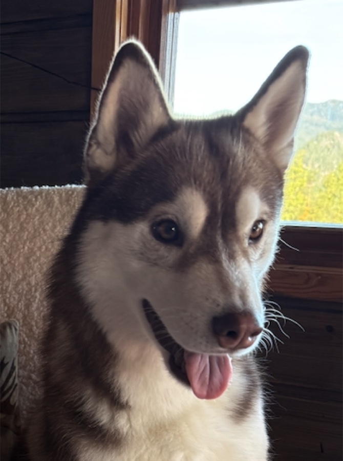 Lilje, brun og hvit husky